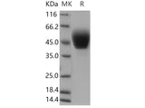 > 95 % as determined by reducing SDS-PAGE.