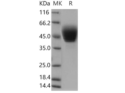 > 95 % as determined by reducing SDS-PAGE.