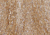 Anti-Human GSTM2 Antibody [B164]