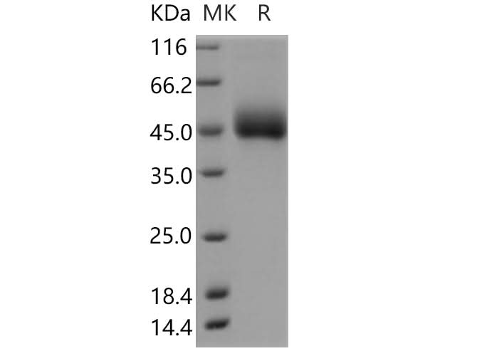 > 90 % as determined by reducing SDS-PAGE.