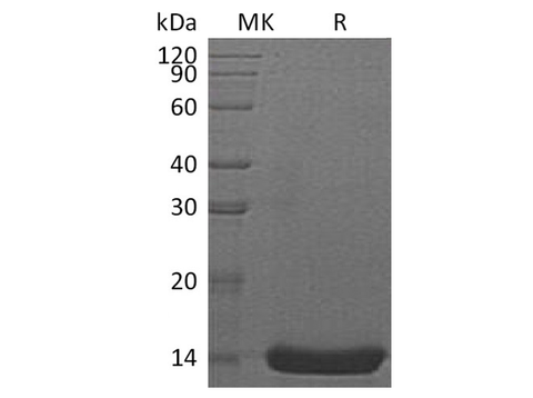 > 98 % as determined by reducing SDS-PAGE.