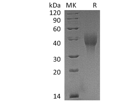 Recombinant Cynomolgus OX40/TNFRSF4 Protein (His Tag) - ABMIUM