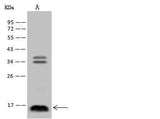 Anti-Rat IL3 Antibody [A1105] - ABMIUM