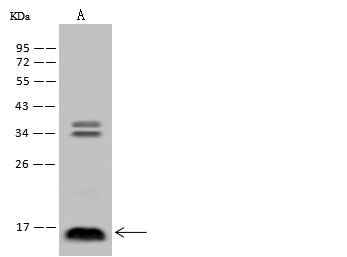 Anti-Rat IL3 Antibody [A1105] - ABMIUM