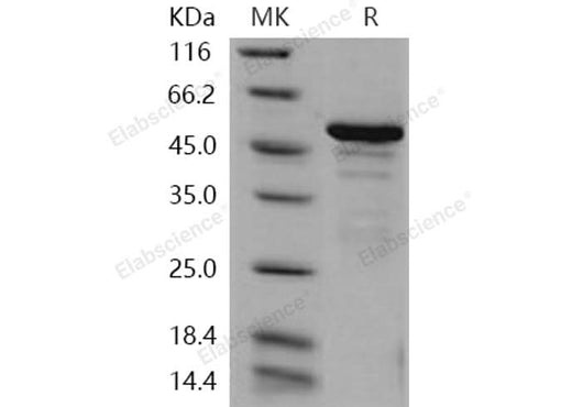 > 85 % as determined by reducing SDS-PAGE.
