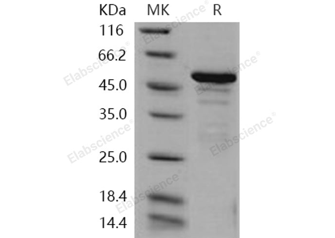 > 85 % as determined by reducing SDS-PAGE.