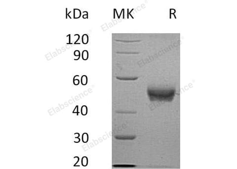 > 90 % as determined by reducing SDS-PAGE.