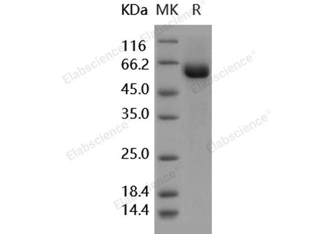 Recombinant Human tPA/PLAT Protein (aa 37-310, Fc Tag) - ABMIUM