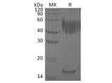 > 95 % as determined by reducing SDS-PAGE.