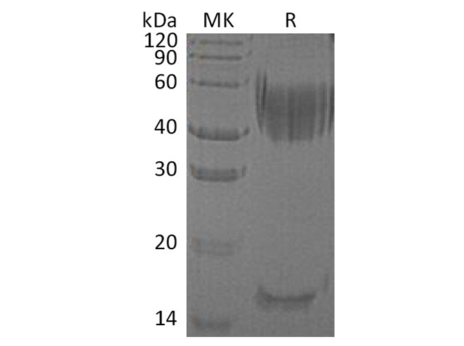 > 95 % as determined by reducing SDS-PAGE.