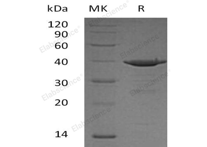Recombinant Human D-Amino-Acid Oxidase/DAO Protein (His Tag) - ABMIUM