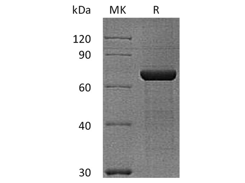 > 95 % as determined by reducing SDS-PAGE.