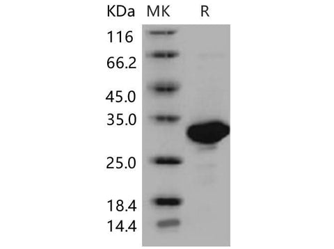 > 96 % as determined by reducing SDS-PAGE.