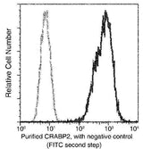 Anti-Human CRABP2 Antibody [B145]
