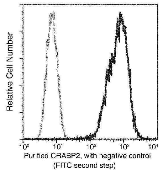 Anti-Human CRABP2 Antibody [B145] - ABMIUM