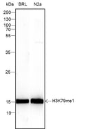 Anti-Human/Rat/Mouse Histone H3 (Mono Methyl Lys79) Antibody [A837] - ABMIUM