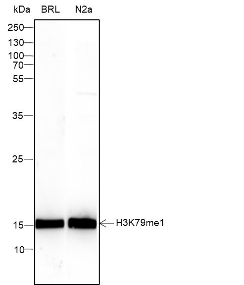 Anti-Human/Rat/Mouse Histone H3 (Mono Methyl Lys79) Antibody [A837] - ABMIUM