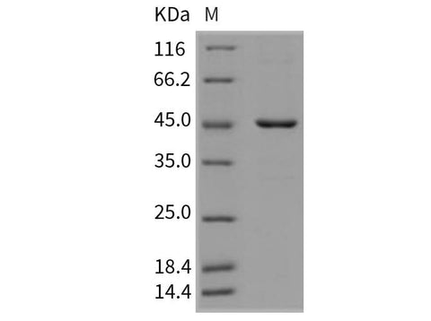 > 90 % as determined by reducing SDS-PAGE.