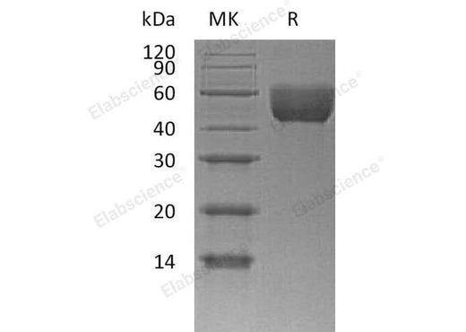 > 90 % as determined by reducing SDS-PAGE.