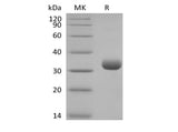 Recombinant Human Butyrophilin Subfamily 3 Member A2/BTN3A2 (C-6His-Avi) Biotinylated - ABMIUM