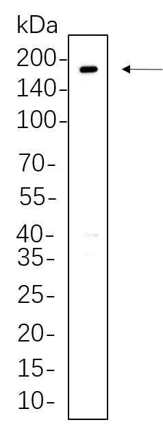 Anti-Human/Mouse/Rat ErbB-3 Antibody [B750] - ABMIUM