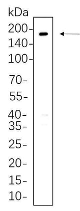 Anti-Human/Mouse/Rat ErbB-3 Antibody [B750]