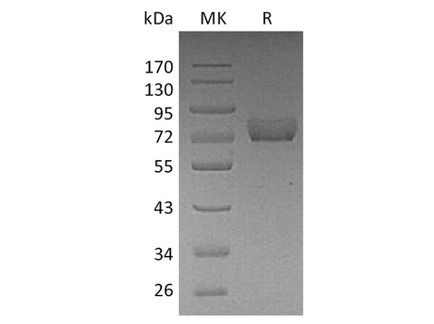 > 95 % as determined by reducing SDS-PAGE.