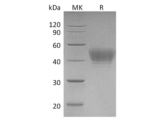 Recombinant Human CD24 Protein (Ser27-Gly59,Ser44Thr)(Fc Tag) - ABMIUM
