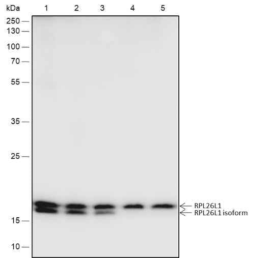 Anti-Human/Rat/Mouse RPL26L1 Antibody [A480]