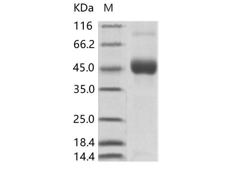 > 90 % as determined by reducing SDS-PAGE.