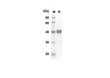 SDS-PAGE analysis of Mouse Tnfsf18 proteins, 2 μg/lane of Recombinant Mouse Tnfsf18 proteins was resolved with SDS-PAGE under reducing conditions, showing bands at 38.8 kDa.