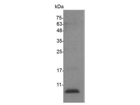 > 98 % as determined by reducing SDS-PAGE.