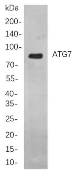 Anti-Human/Mouse/Rat ATG7 Antibody [B721]