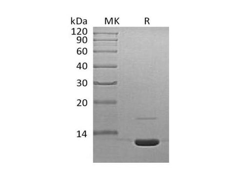 Recombinant Mouse Complement Component C3a/C3a Protein - ABMIUM