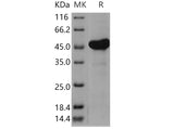> 94 % as determined by reducing SDS-PAGE.