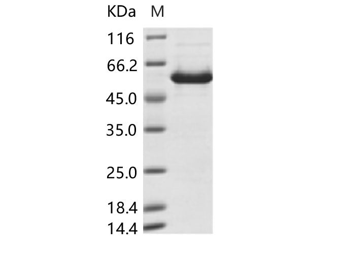 Recombinant Human mastadenovirus B (HAdV-B) encapsidation protein IVa2(His Tag) - ABMIUM