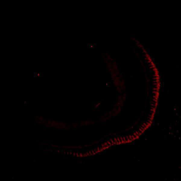 Anti-Zebrafish siah1 Antibody Boster Bio