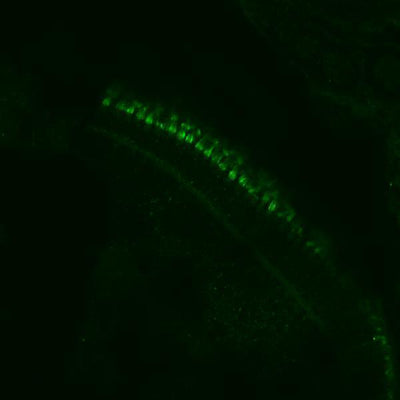 Anti-Zebrafish cdhr1a Antibody Boster Bio