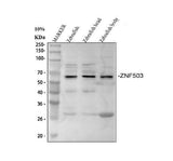 Anti-Zebrafish nlz2 znf503 Antibody Boster Bio