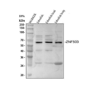 Anti-Zebrafish nlz2 znf503 Antibody Boster Bio