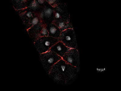 Anti-Fruit fly CG6353 Antibody Boster Bio