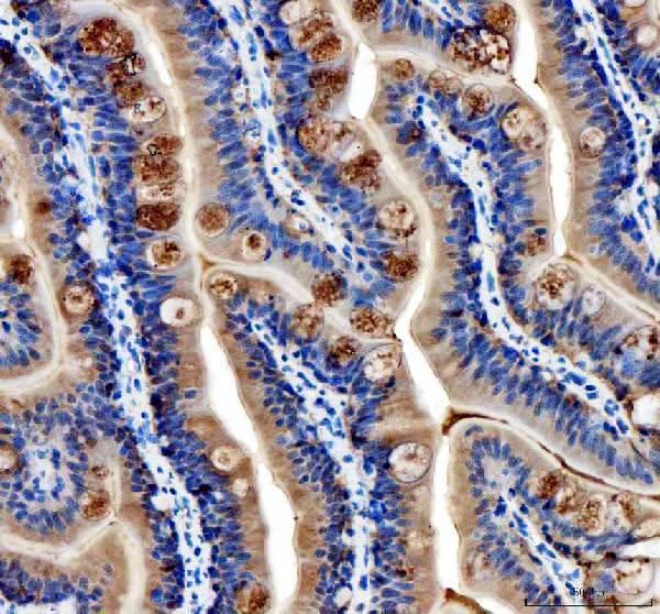 Anti-Zebrafish Cavin4a Antibody Boster Bio