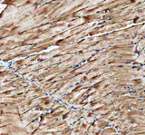 Anti-Zebrafish Cavin4b Antibody Boster Bio