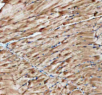 Anti-Zebrafish Cavin4b Antibody Boster Bio