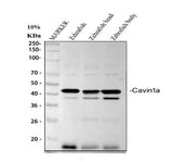 Anti-Zebrafish Cavin1a Antibody Boster Bio