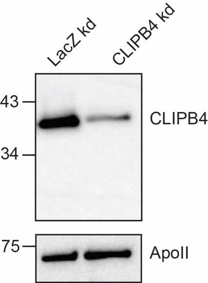 Anti-African malaria mosquito CLIPB4 Antibody Boster Bio