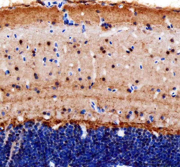 Anti-Zebrafish Cops8 Antibody Boster Bio