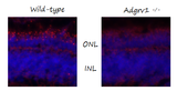 Anti-Zebrafish Ush2c/adgrv1 N-terminus Antibody Boster Bio