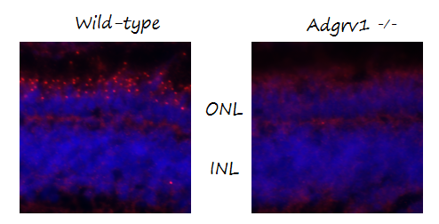 Anti-Zebrafish Ush2c/adgrv1 N-terminus Antibody Boster Bio