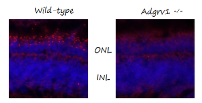 Anti-Zebrafish Ush2c/adgrv1 N-terminus Antibody Boster Bio